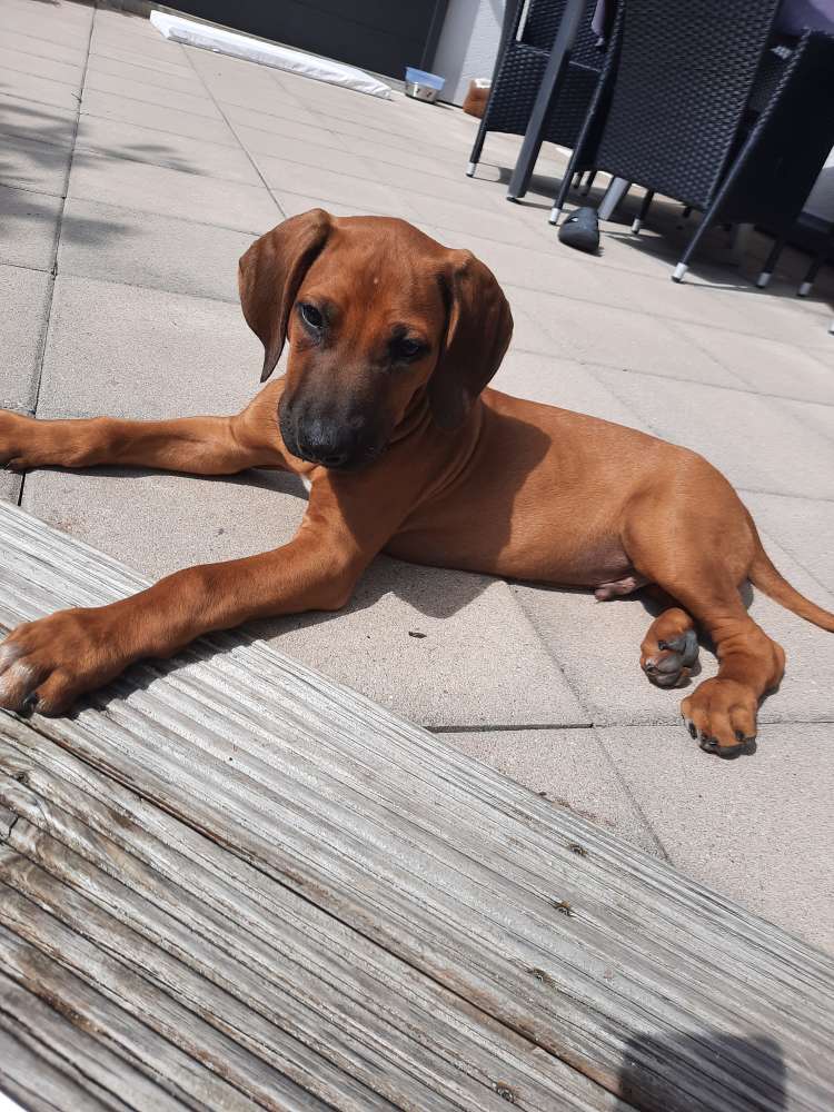 Hundetreffen-Welpentreffen in leinburg/ Lauf-Profilbild