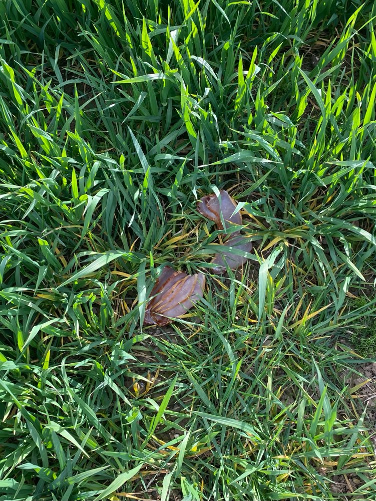 Giftköder-Vermutlich Köder-Profilbild