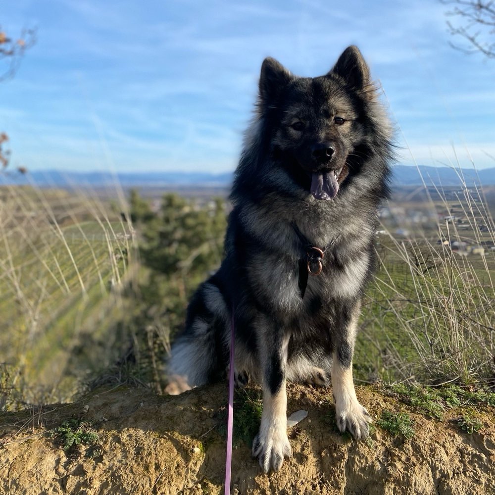 Hundetreffen-Trainingspartner (Social Walks, Ruheübungen etc.)-Profilbild