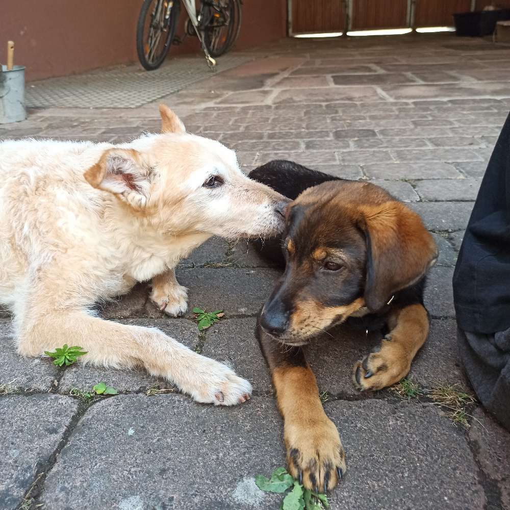 Hundetreffen-Suche Hunde-Profilbild