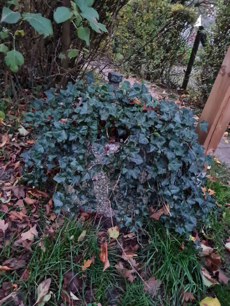 Giftköder-Knochen-Profilbild