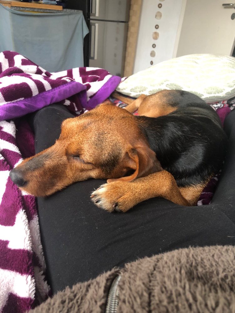 Hundetreffen-Spielen und spazieren-Profilbild