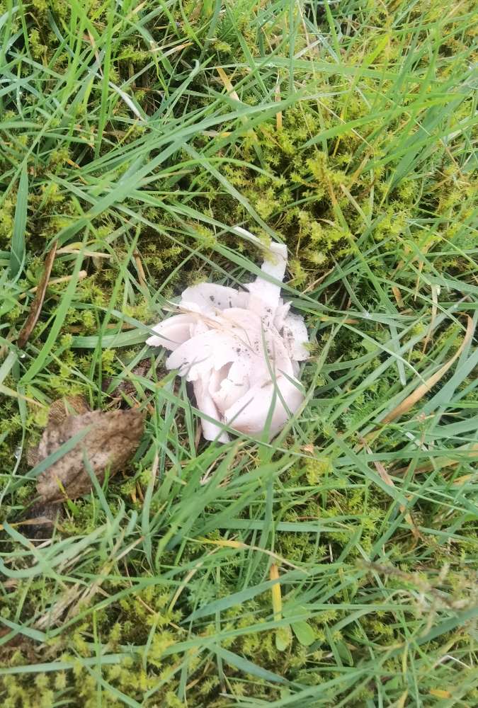 Giftköder-Putenwurst unter Moos versteckt-Profilbild