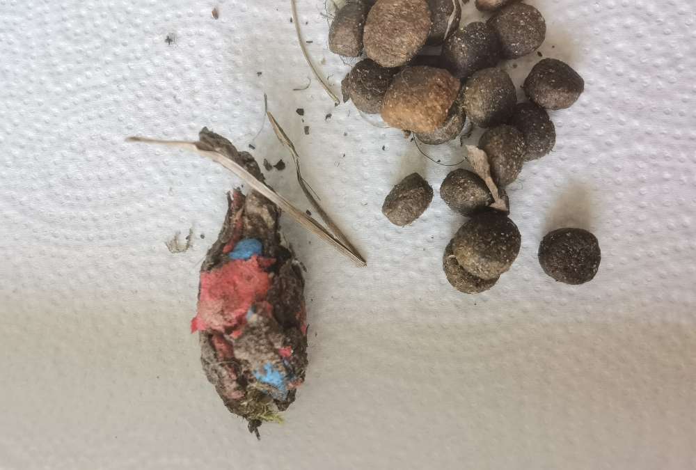 Giftköder-Giftköder und unzählige Leckerlies-Profilbild