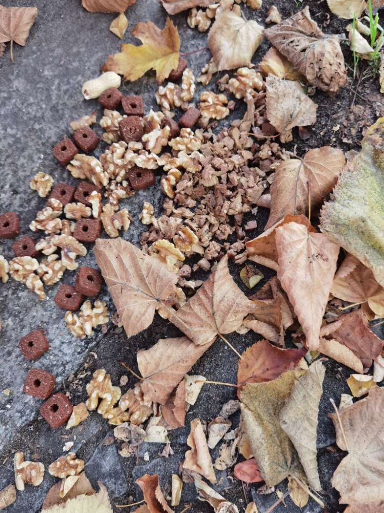 Giftköder-Walnüsse mit Hundeleckerlies-Profilbild