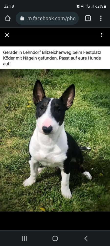 Giftköder-Giftköder beim Festplatz Lehndorf-Profilbild