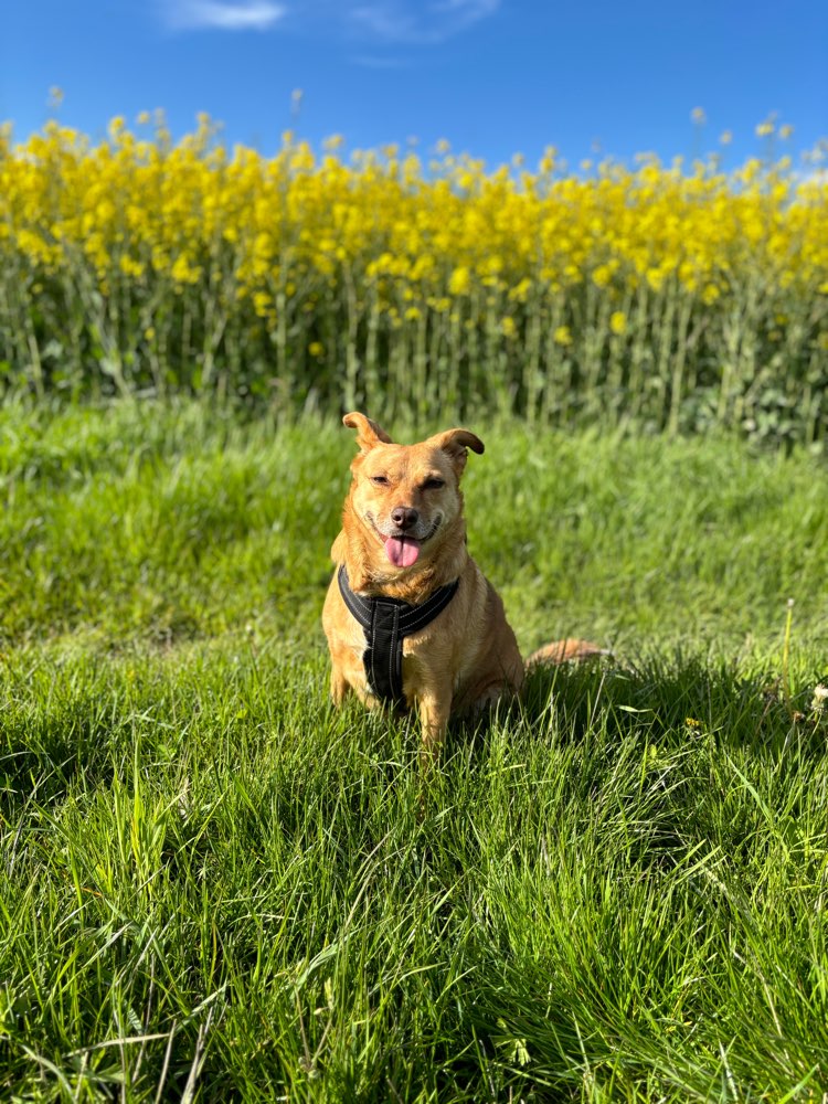 Hundetreffen-Gassitreffen-Profilbild