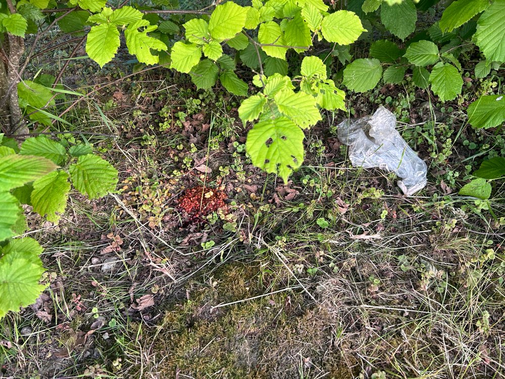 Giftköder-Rot gefärbte Körner-Profilbild