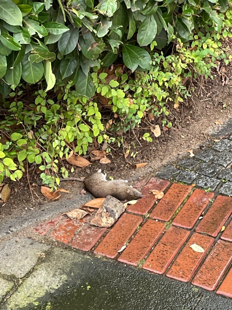 Giftköder-Gefahr vorüber-Profilbild