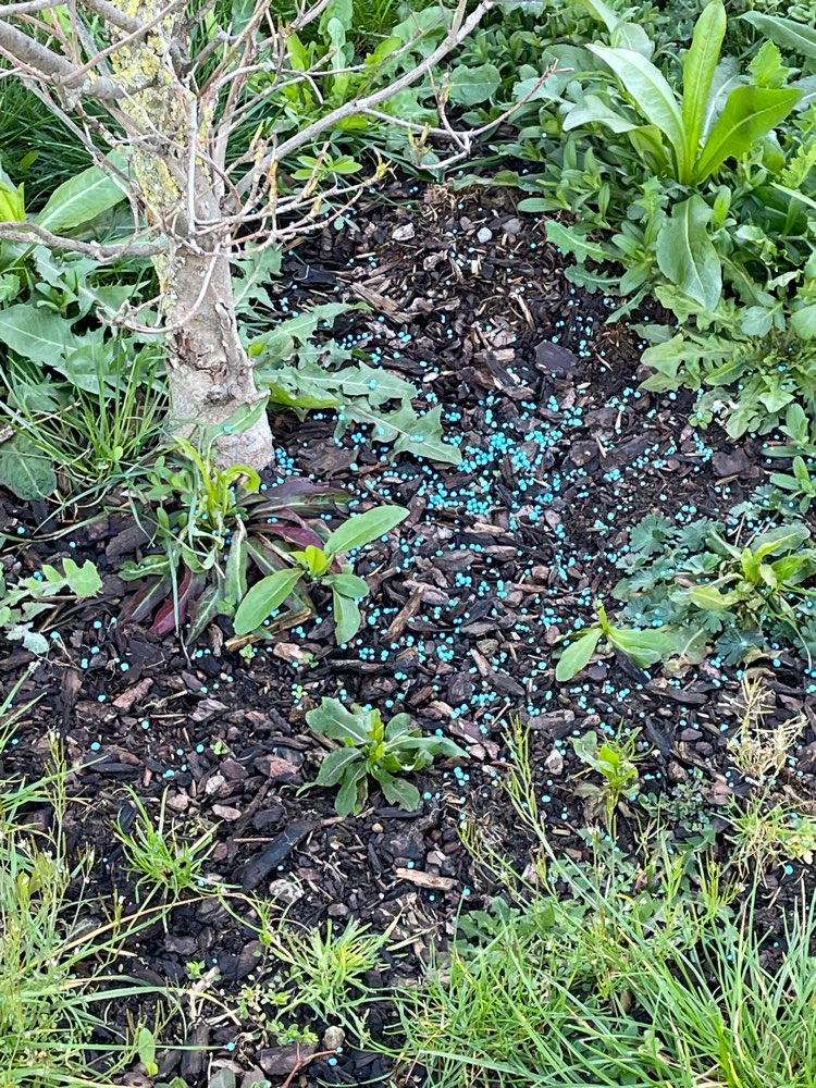 Giftköder-Blaukorn-Profilbild