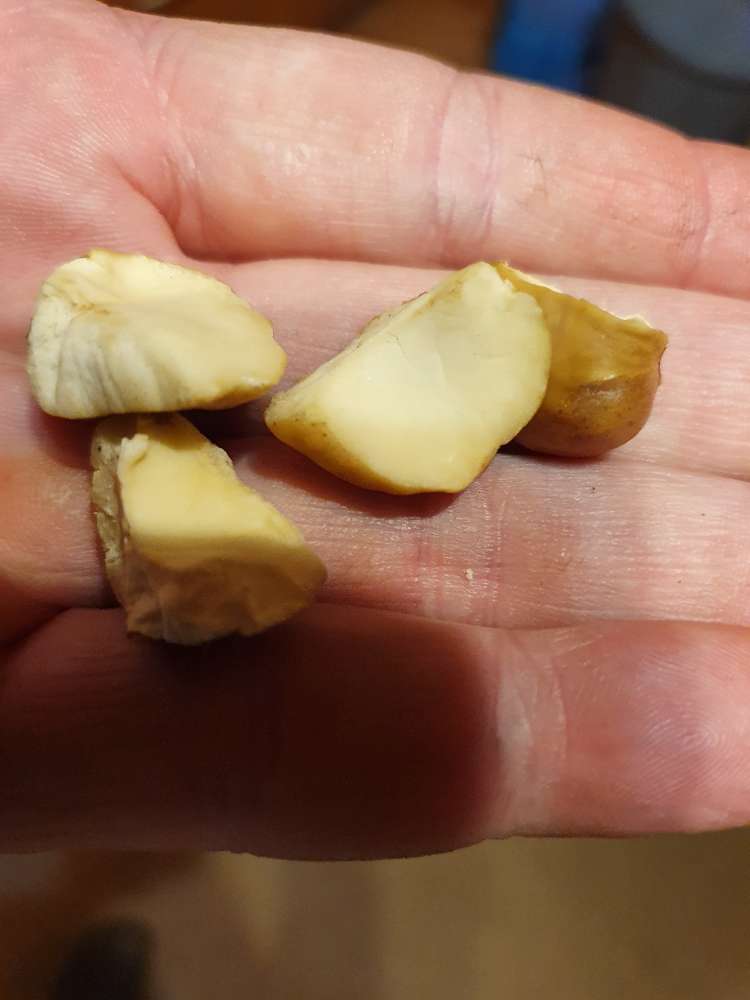 Giftköder-Giftköder Verdacht-Profilbild