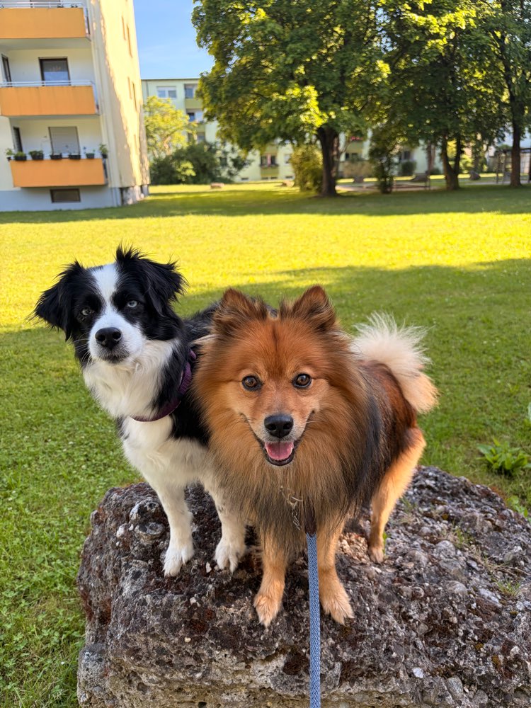 Hundetreffen-Gassi-/ Spieltreffen zwischen Poing und Angelbrechting-Profilbild