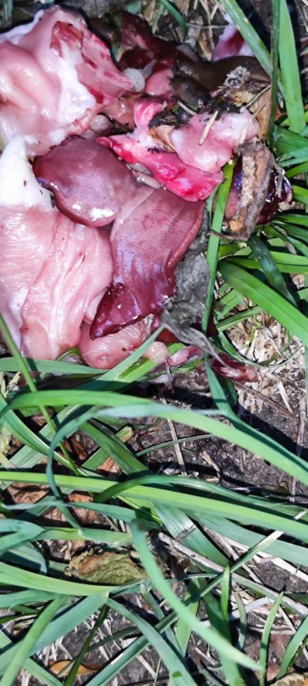 Giftköder-Vermutlich vergiftetes Fleisch-Profilbild