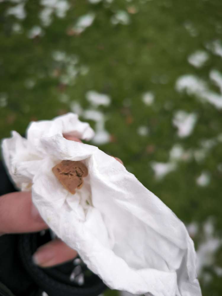 Giftköder-Fleisch und Futter auf Wiese-Profilbild
