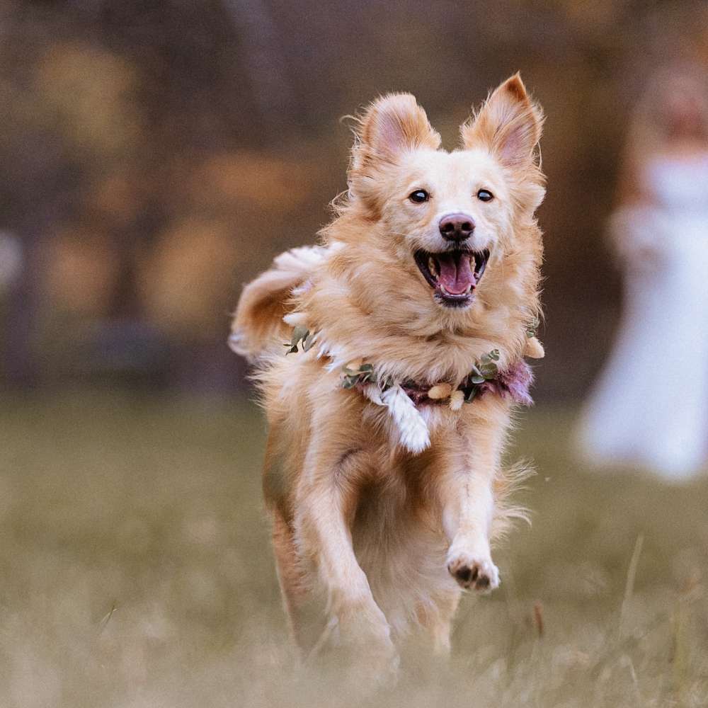 Hundetreffen-Hundefreunde gesucht 🐾-Profilbild