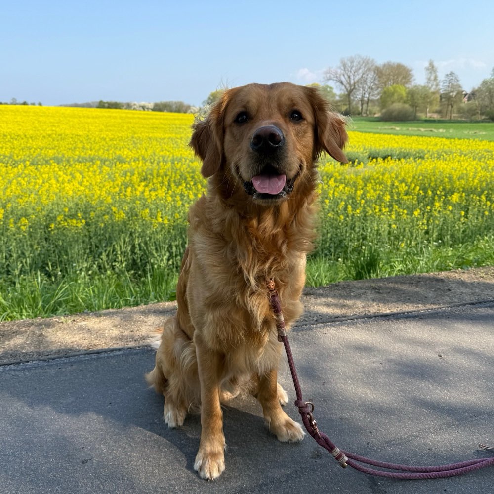 Hundetreffen-Spaziergänge und Training-Profilbild
