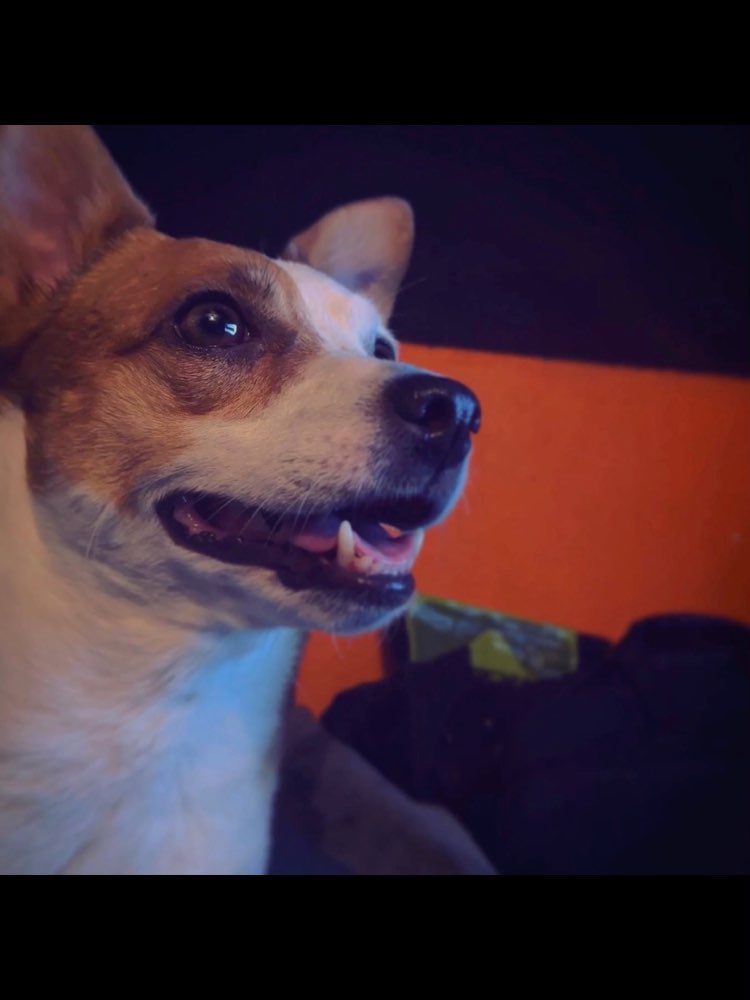 Hundetreffen-Entspannt spazieren und quatschen-Profilbild