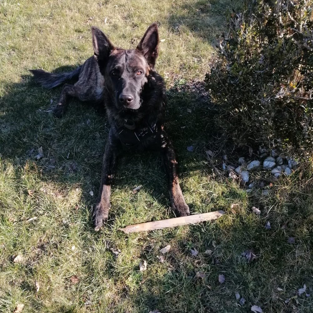 Hundetreffen-Spielpartner für gemeinsame Runden/Training im Wald gesucht.-Profilbild