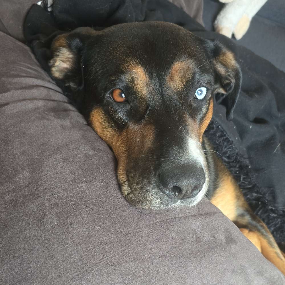 Hundetreffen-Spaziergang-Profilbild