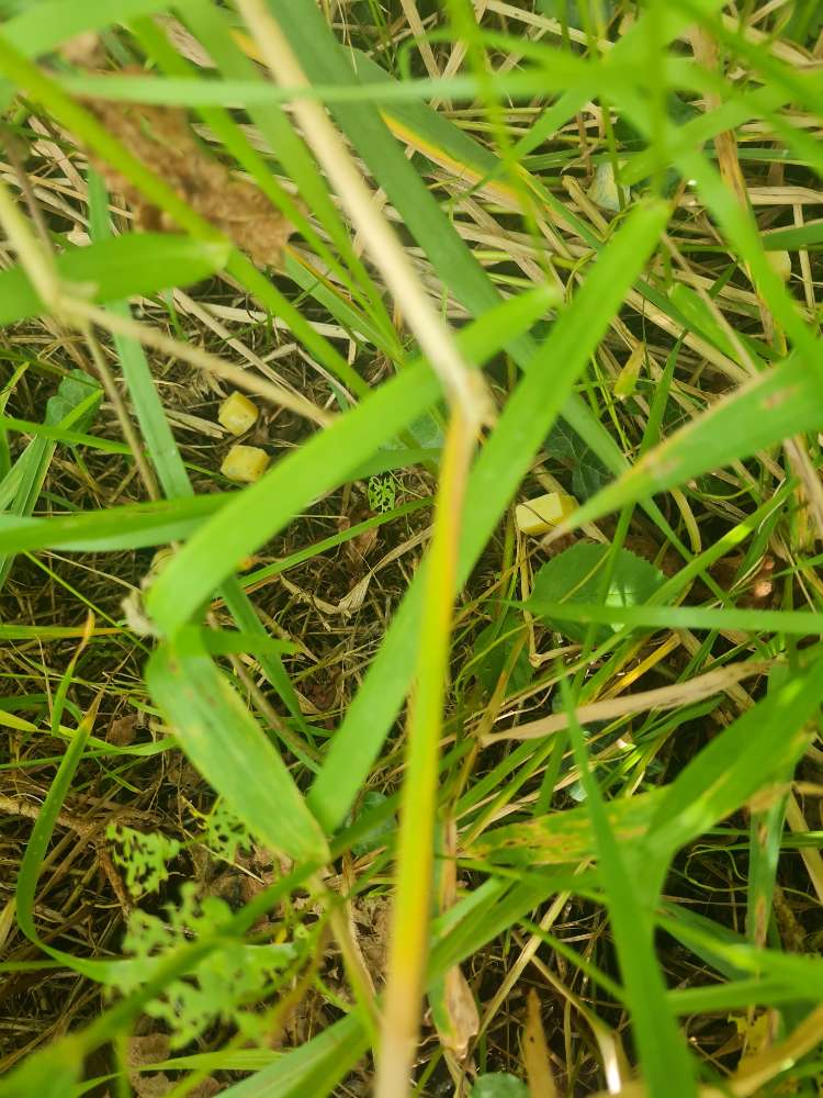 Giftköder-Käsestücke-Profilbild