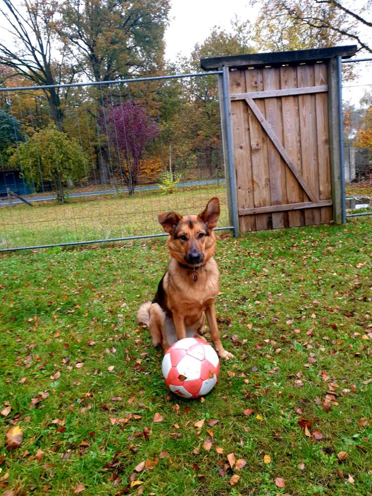 Hundetreffen-Spazieren-Profilbild