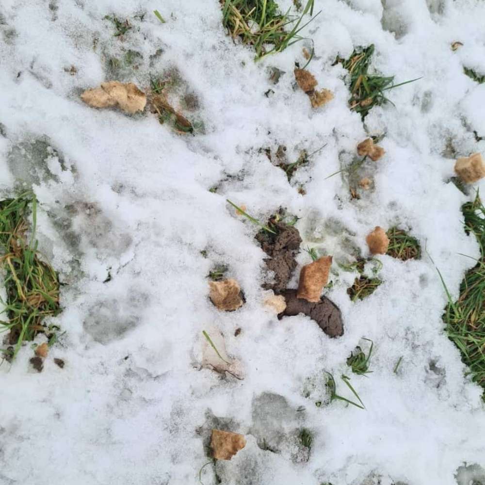 Giftköder-Evtl. Giftköder-Profilbild