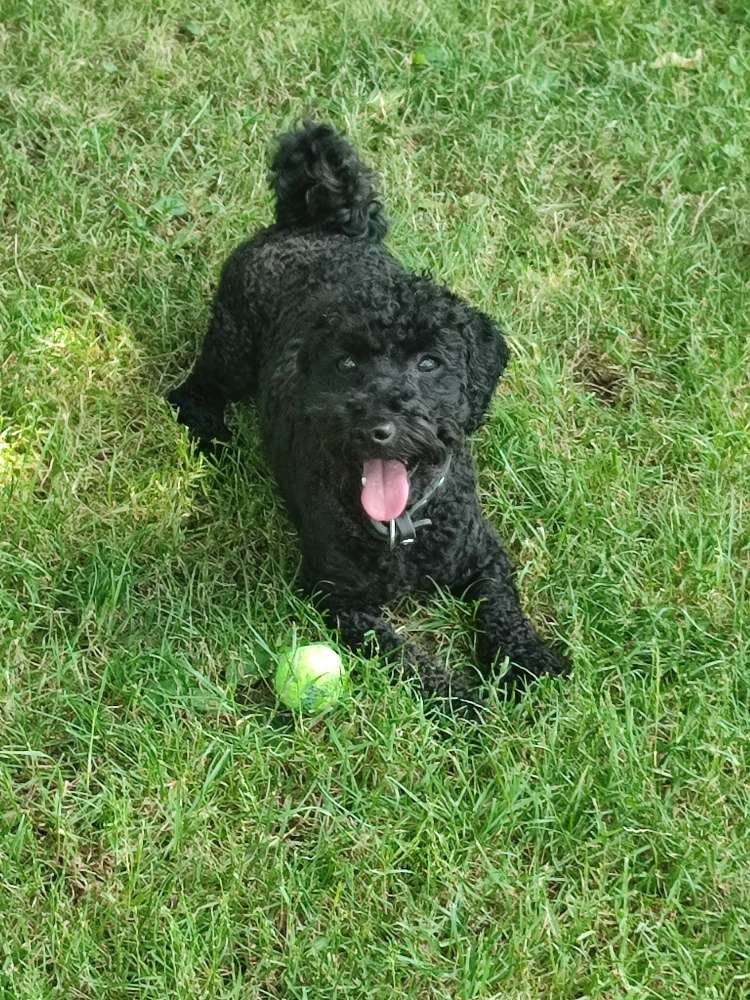 Hundetreffen-Gassi Runde gerne toben und spielen-Profilbild