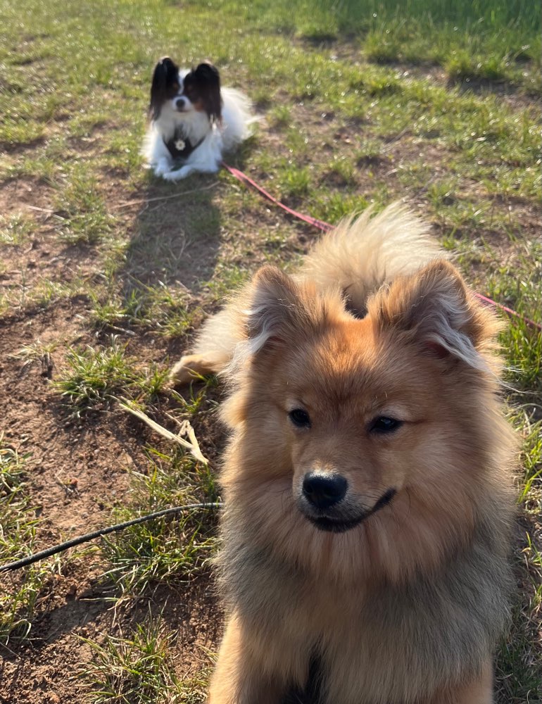 Hundetreffen-Social Walk für kleine Hunde (unter 8Kg)-Profilbild