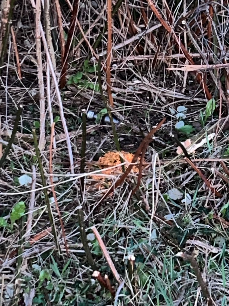 Giftköder-Vermutlich Rattengift-Profilbild