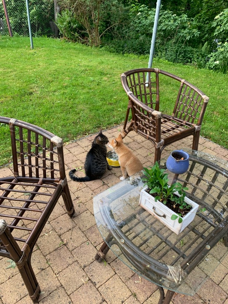 Hundetreffen-Welpentreffen-Profilbild