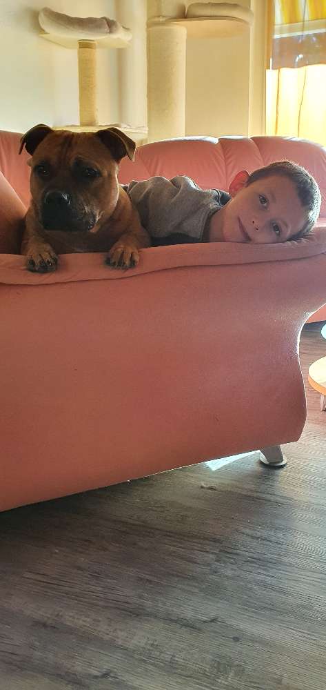 Hundetreffen-Sulgen Waldspaziergang und Spielen-Profilbild