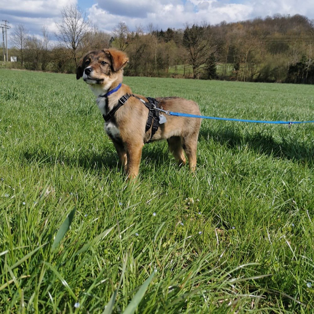 Hundetreffen-Spielerunde!!-Profilbild