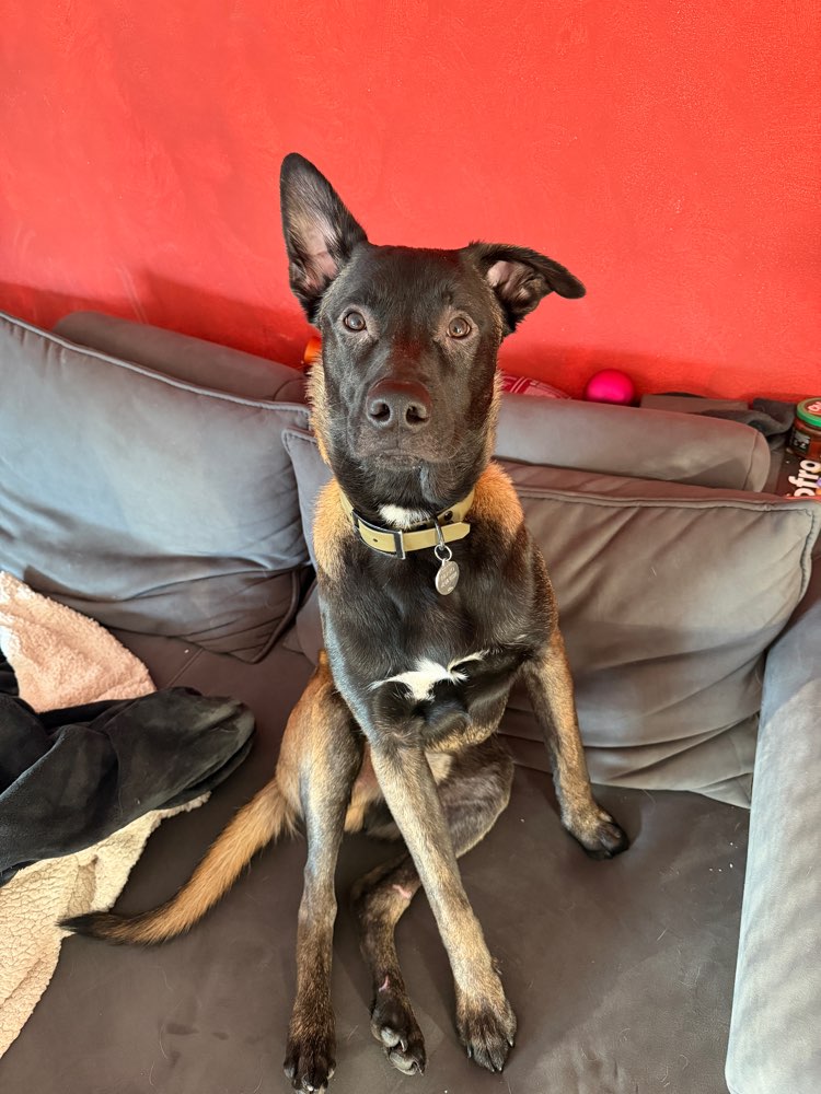 Hundetreffen-Spielfreunde für Nerio-Profilbild