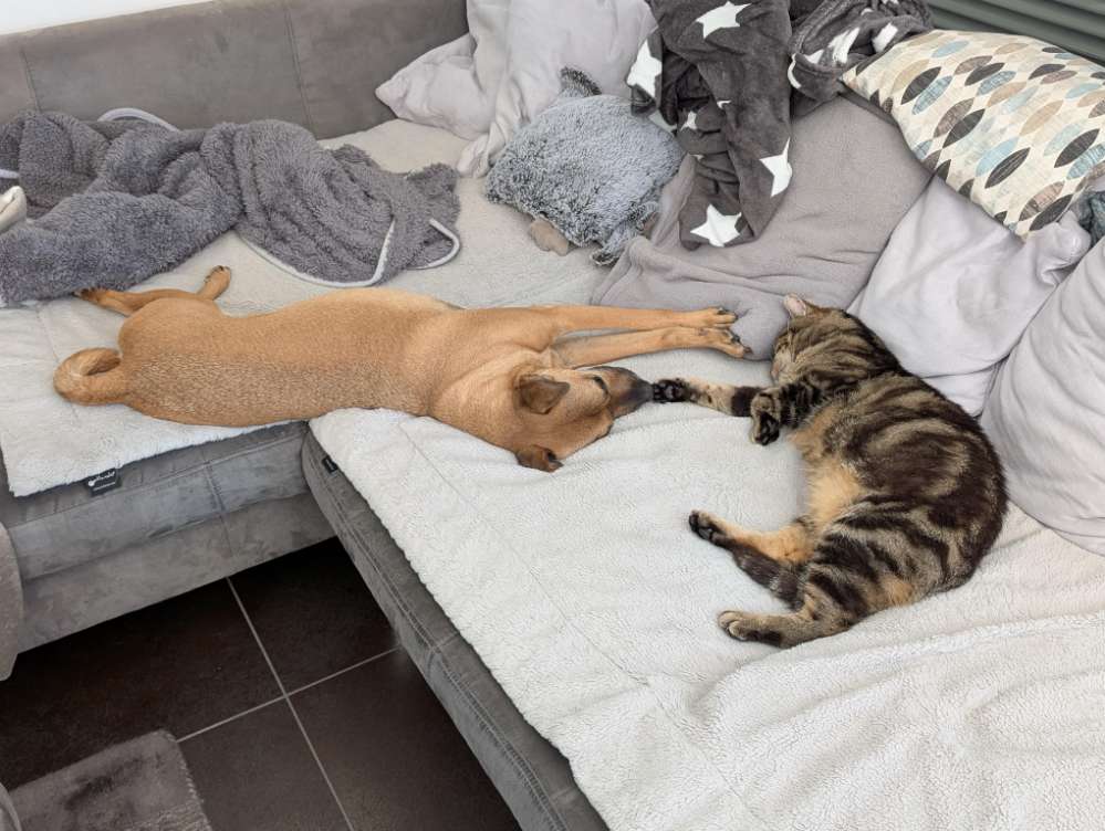 Hundetreffen-Gerne ein Treffen nach Absprache-Profilbild