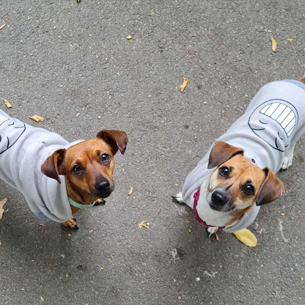 Hundetreffen-Spielkameraden gesucht 🥰😋-Profilbild