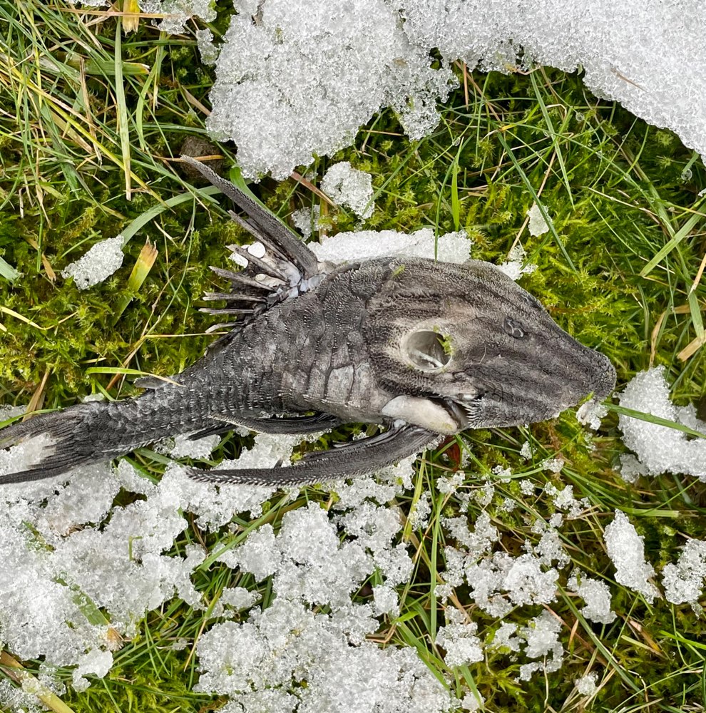 Giftköder-Toter Fisch...böse Stacheln-Profilbild