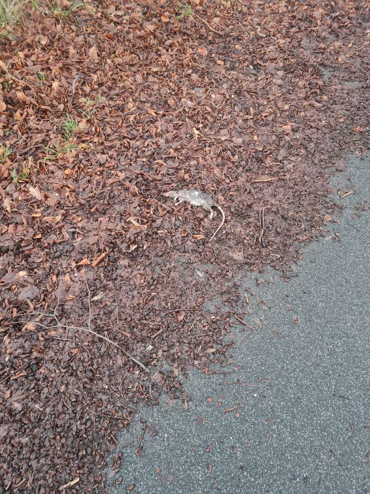 Giftköder-Tote Ratte-Profilbild
