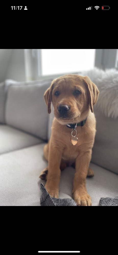 Hundetreffen-Gassirunde und Spielstunde im Deister🌳-Profilbild