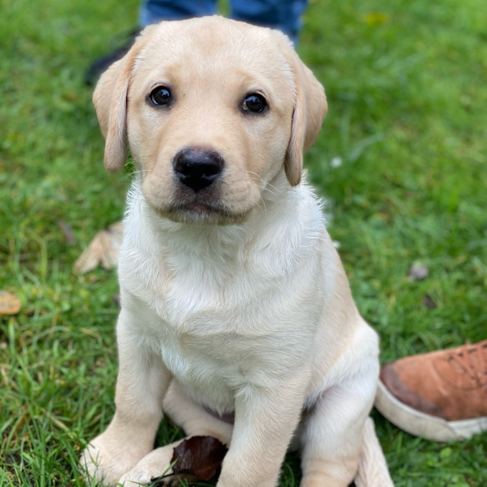 Hundetreffen-Welpen zw 10-16 Wochen gesucht-Profilbild