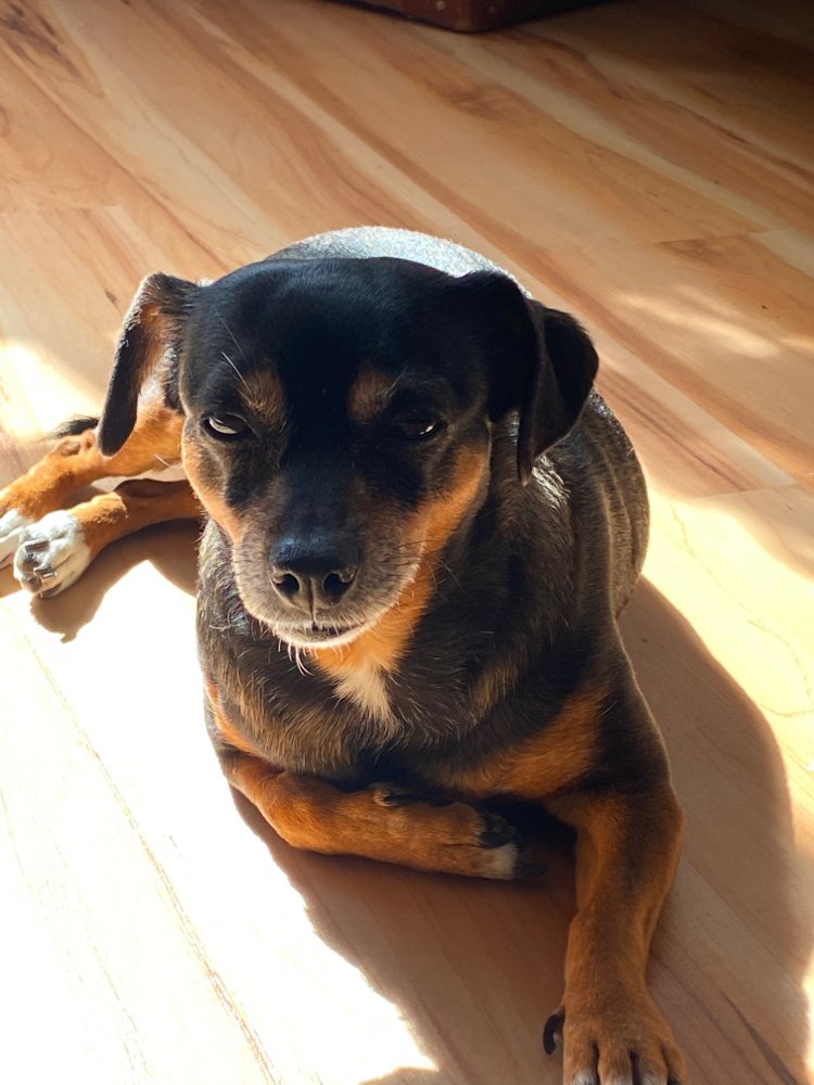Hundetreffen-Nilla sucht Hundefreunde-Profilbild