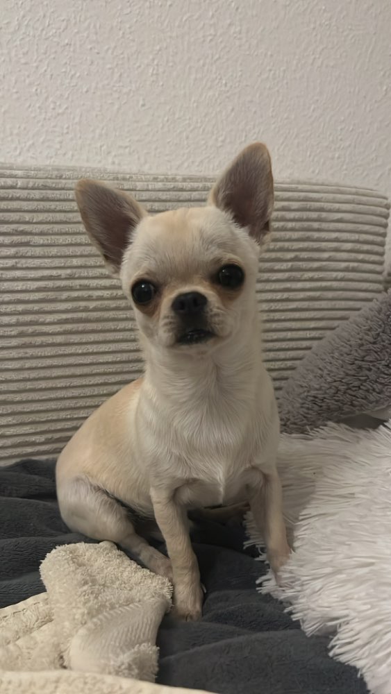 Hundetreffen-Spaziergänge-Profilbild