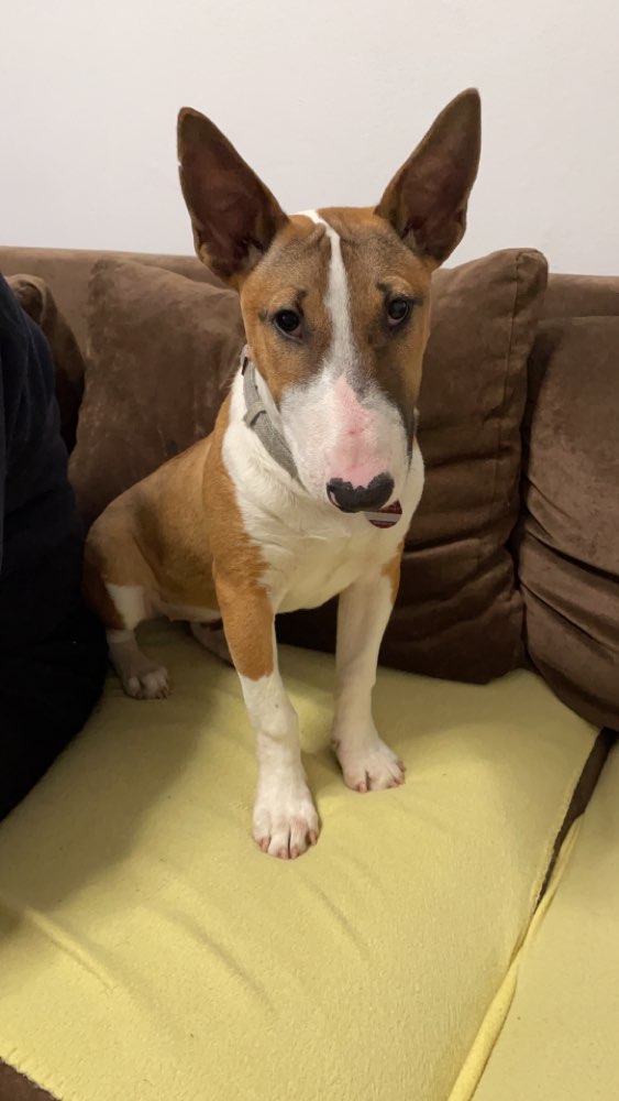 Hundetreffen-Abend Runde mit spielen-Profilbild