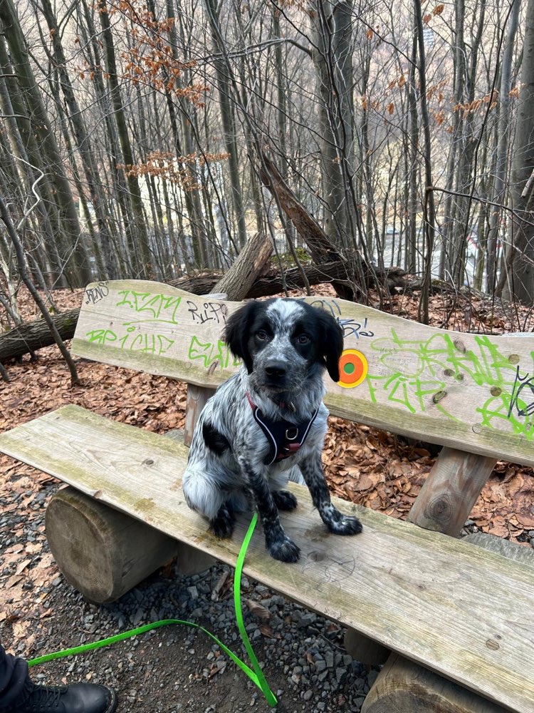 Hundetreffen-Gemeinsames Spielen und Spazierengehen im Leipziger Norden-Profilbild