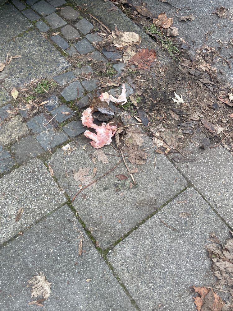 Giftköder-Möglicher giftköder-Profilbild