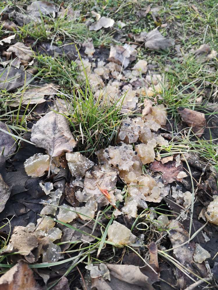 Giftköder-Geleeartige Substanz im Graben-Profilbild