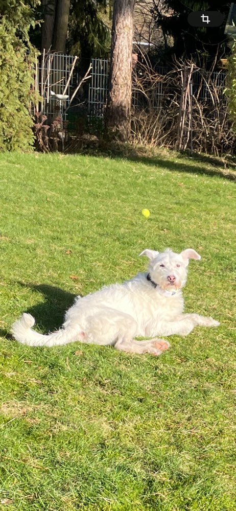 Hundetreffen-Spazier- u. Spielfreunde gesucht-Profilbild