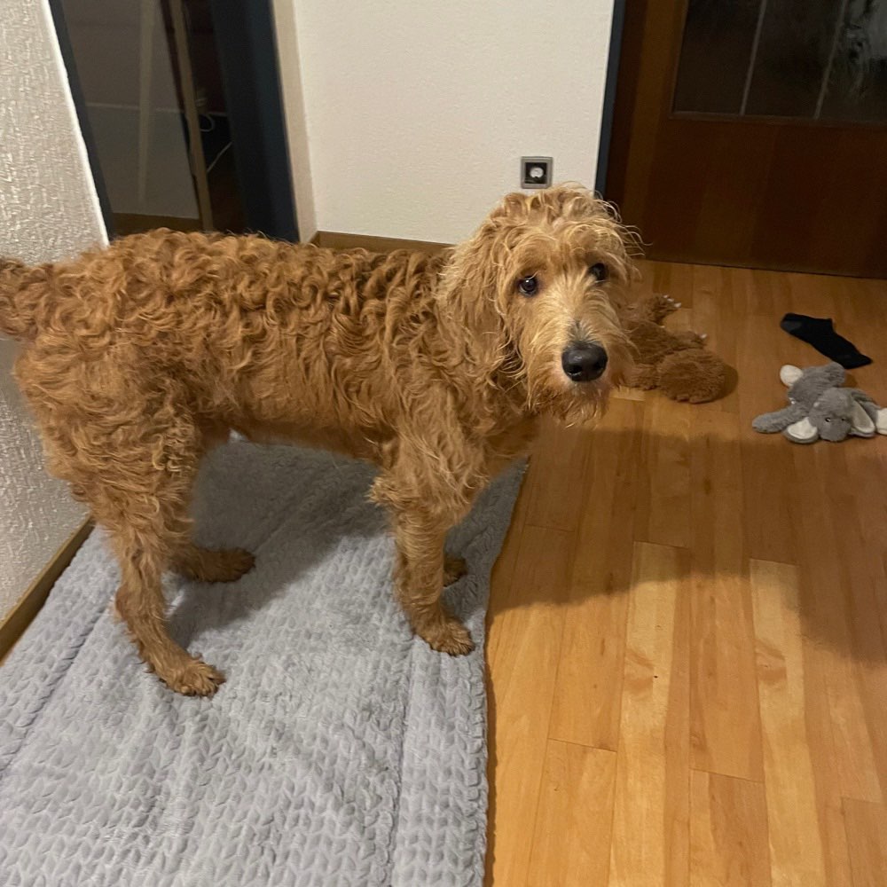 Hundetreffen-Gemeinsamer Spaziergang und Spielen-Profilbild