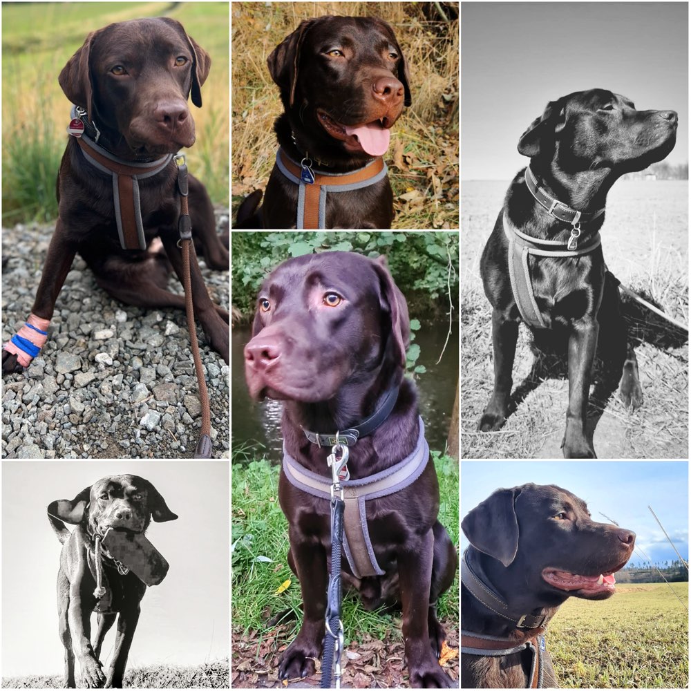 Hundetreffen-Spiel-und Gassirunden-Profilbild