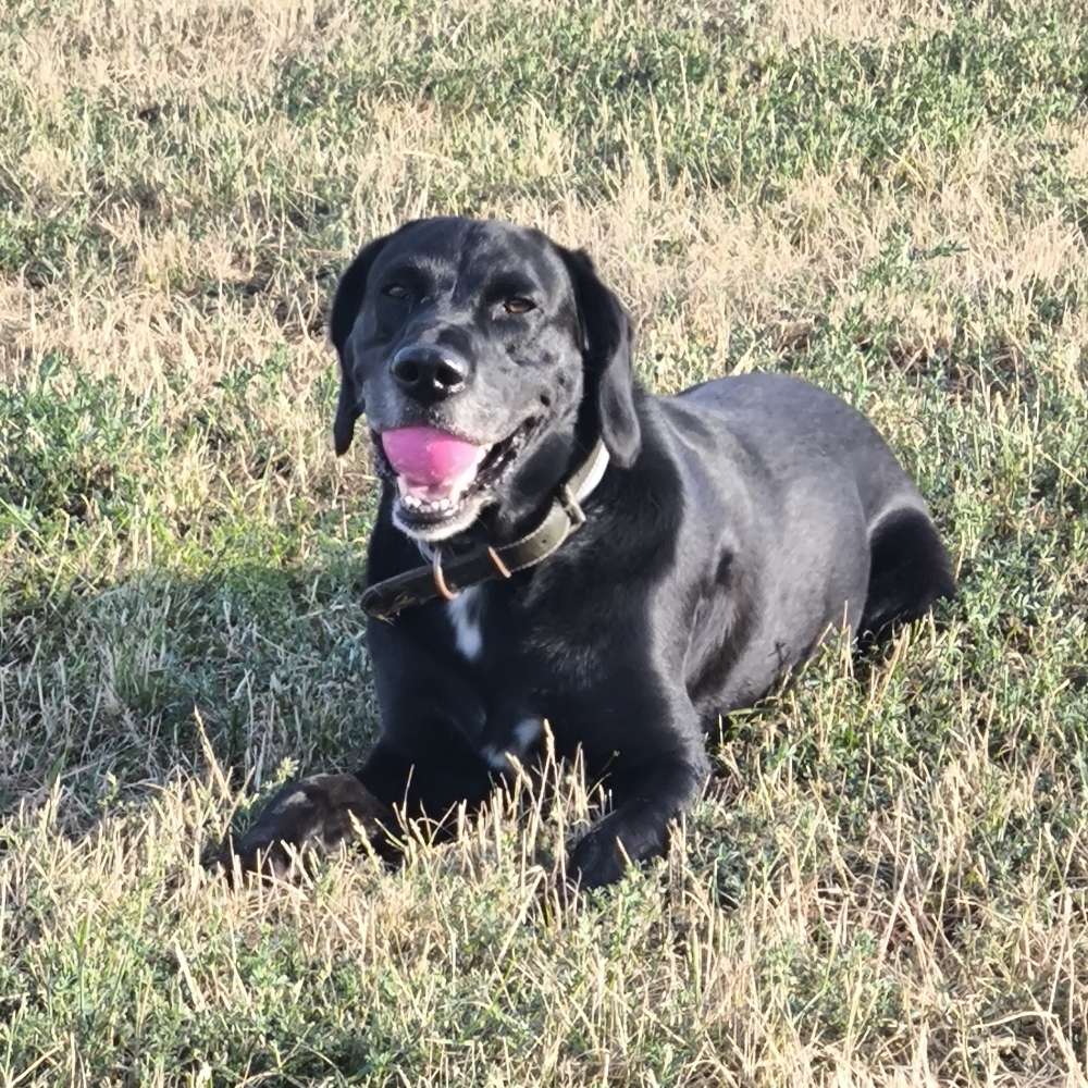 Hundetreffen-Gassirunde in Hennigsdorf (Wald und Wiese)-Profilbild