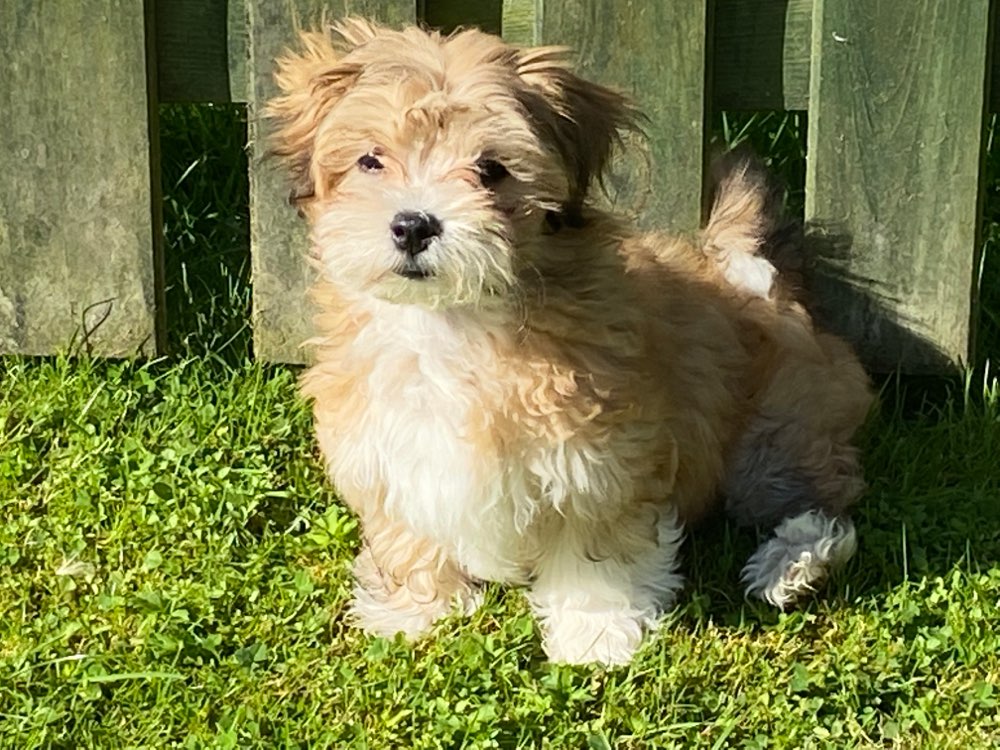 Hundetreffen-z. B. „Welpentreffen in Cuxhaven und Umzu (… bis 25 km)-Profilbild